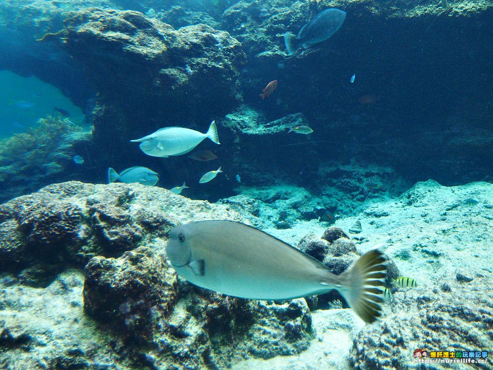 沖繩｜美麗海水族館（沖縄美ら海水族館）．如果沒來是不是少了些什麼？ - nurseilife.cc