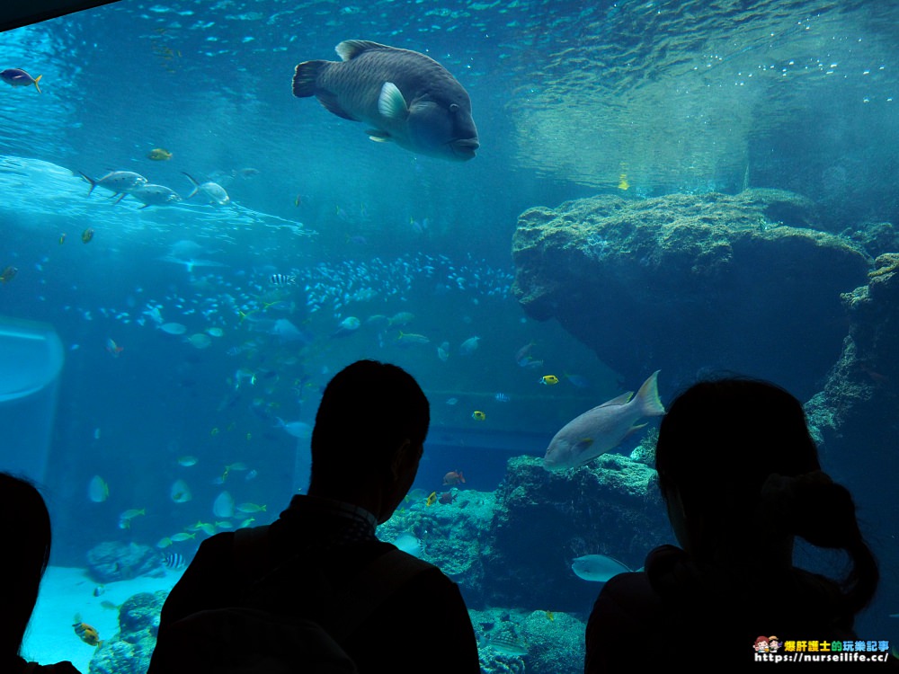 沖繩｜美麗海水族館（沖縄美ら海水族館）．如果沒來是不是少了些什麼？ - nurseilife.cc