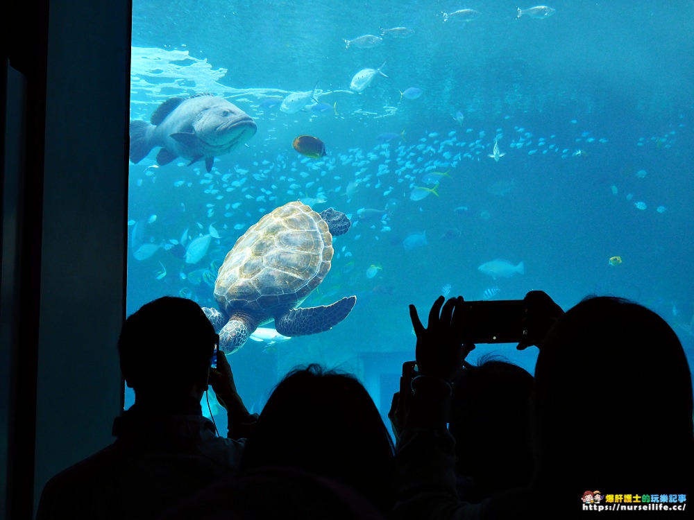 沖繩｜美麗海水族館（沖縄美ら海水族館）．如果沒來是不是少了些什麼？ - nurseilife.cc