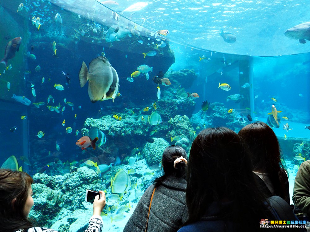 沖繩｜美麗海水族館（沖縄美ら海水族館）．如果沒來是不是少了些什麼？ - nurseilife.cc