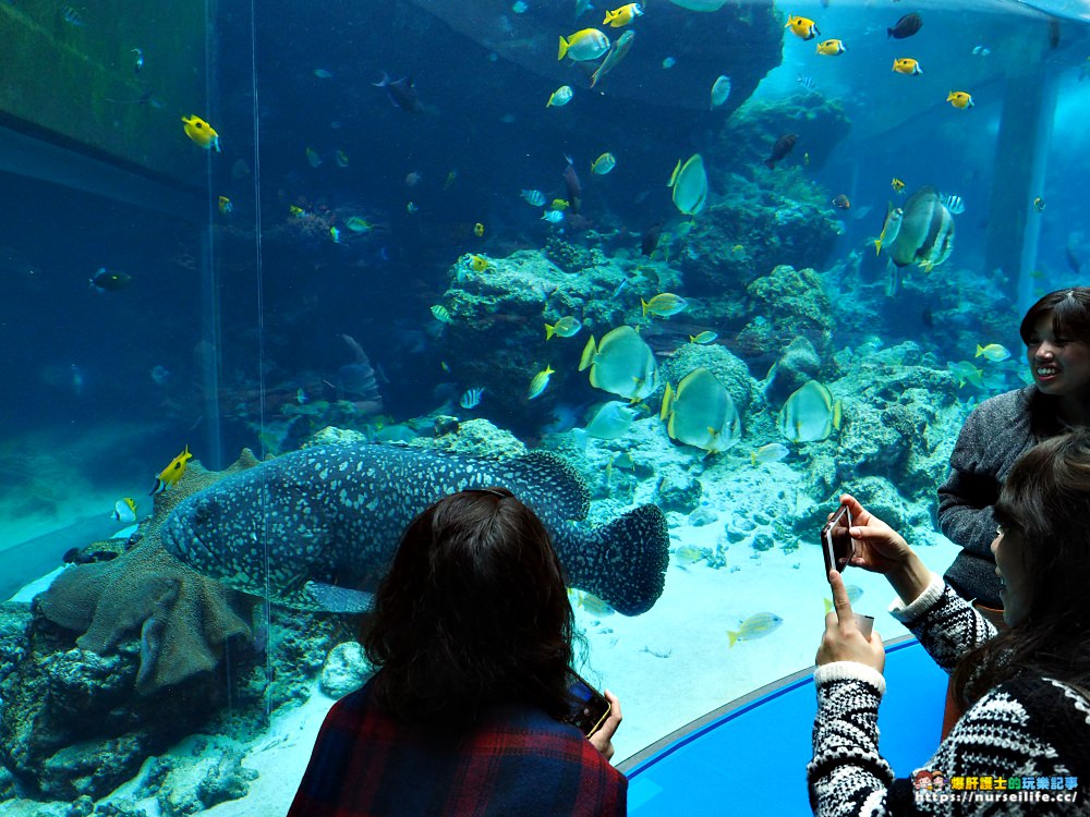 沖繩｜美麗海水族館（沖縄美ら海水族館）．如果沒來是不是少了些什麼？ - nurseilife.cc