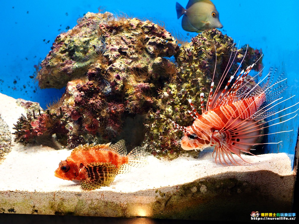 沖繩｜美麗海水族館（沖縄美ら海水族館）．如果沒來是不是少了些什麼？ - nurseilife.cc