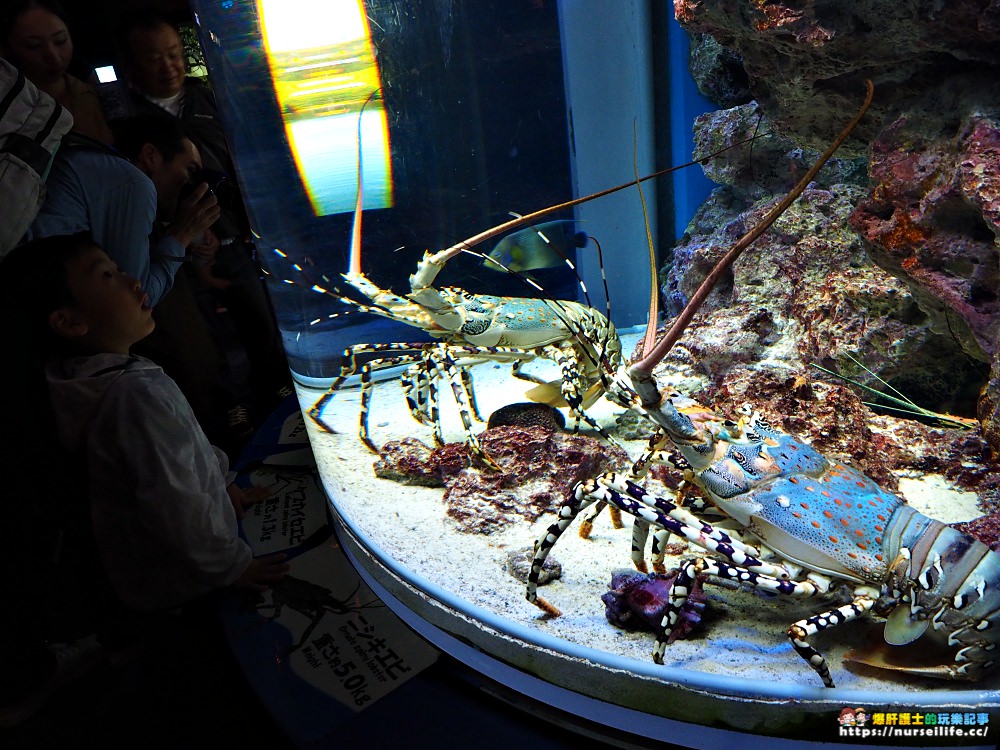 沖繩｜美麗海水族館（沖縄美ら海水族館）．如果沒來是不是少了些什麼？ - nurseilife.cc