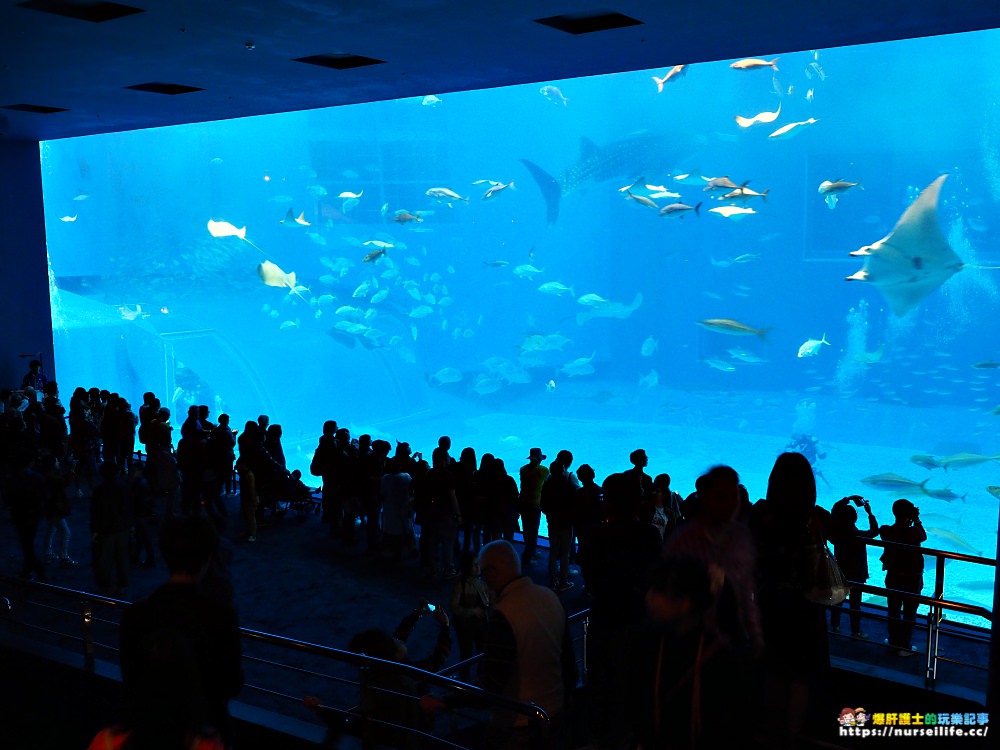 沖繩｜美麗海水族館（沖縄美ら海水族館）．如果沒來是不是少了些什麼？ - nurseilife.cc