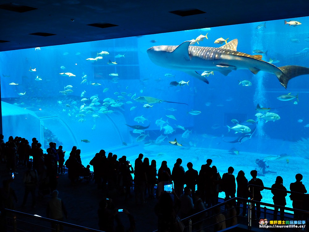 沖繩｜美麗海水族館（沖縄美ら海水族館）．如果沒來是不是少了些什麼？ - nurseilife.cc