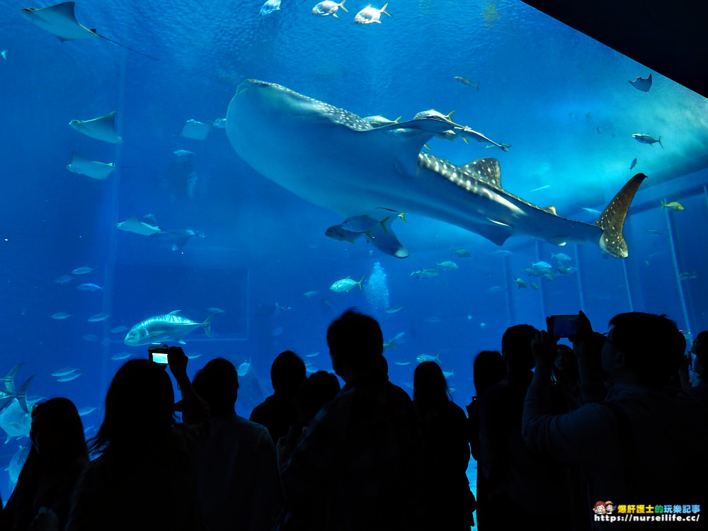 沖繩｜Hip-Hop觀光巴士．暢遊萬座毛、古宇利島、美海水族館、備瀨福木林道、御菓子御殿 - nurseilife.cc