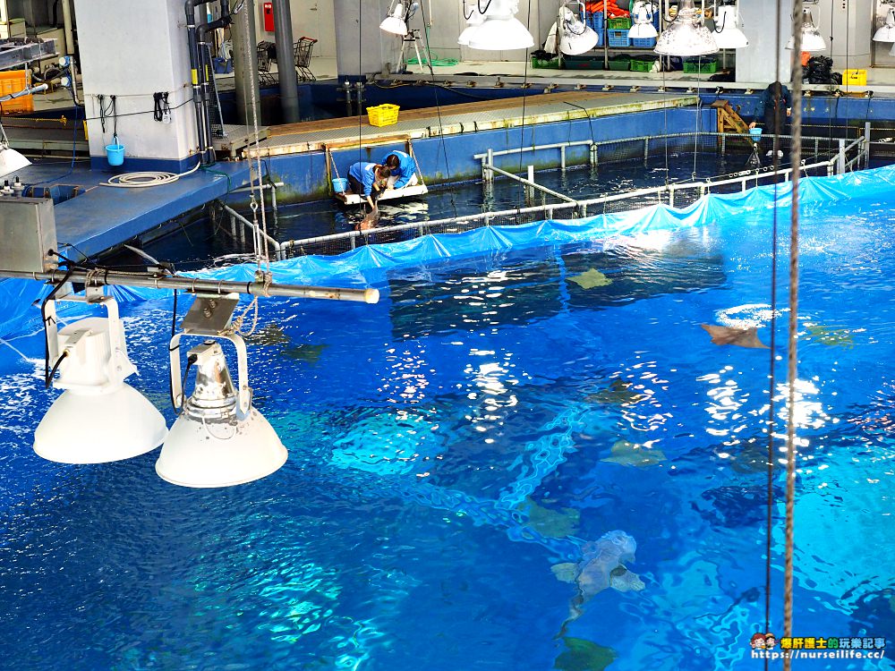 沖繩｜美麗海水族館（沖縄美ら海水族館）．如果沒來是不是少了些什麼？ - nurseilife.cc