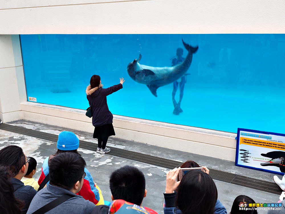 沖繩｜美麗海水族館（沖縄美ら海水族館）．如果沒來是不是少了些什麼？ - nurseilife.cc