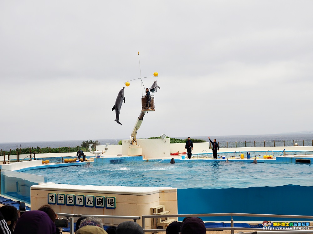 沖繩｜美麗海水族館（沖縄美ら海水族館）．如果沒來是不是少了些什麼？ - nurseilife.cc