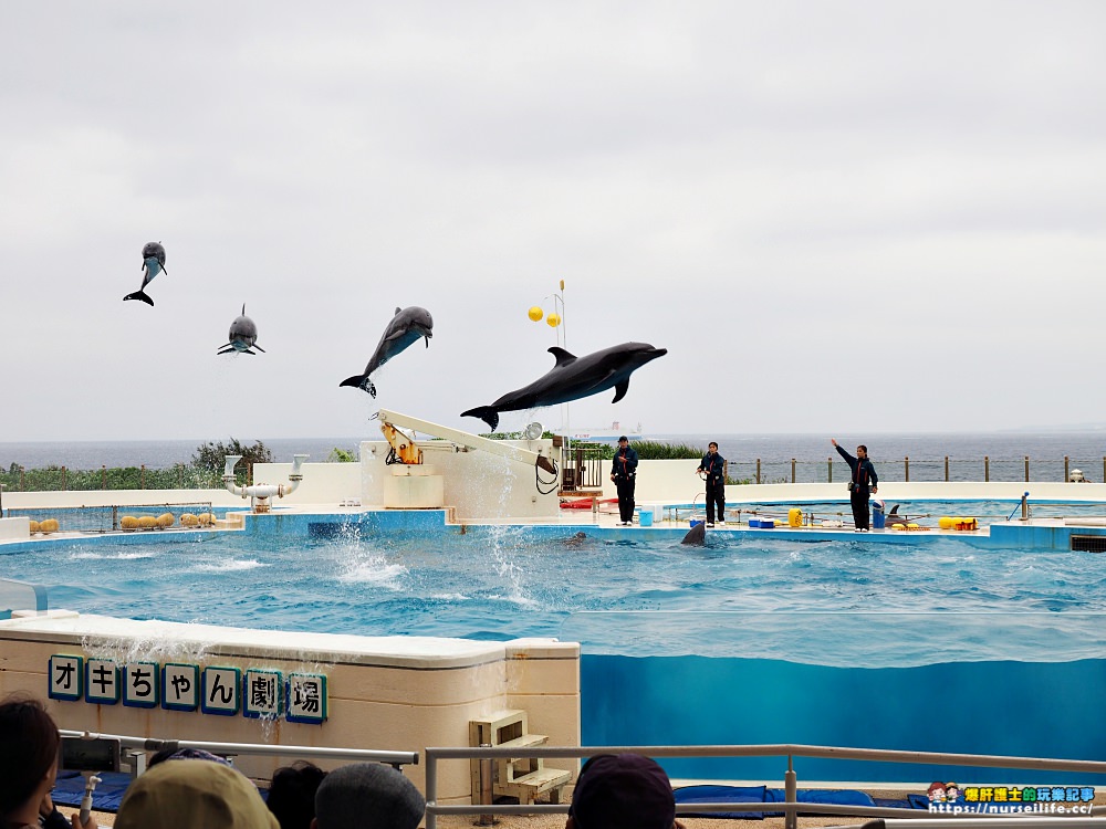 沖繩｜美麗海水族館（沖縄美ら海水族館）．如果沒來是不是少了些什麼？ - nurseilife.cc