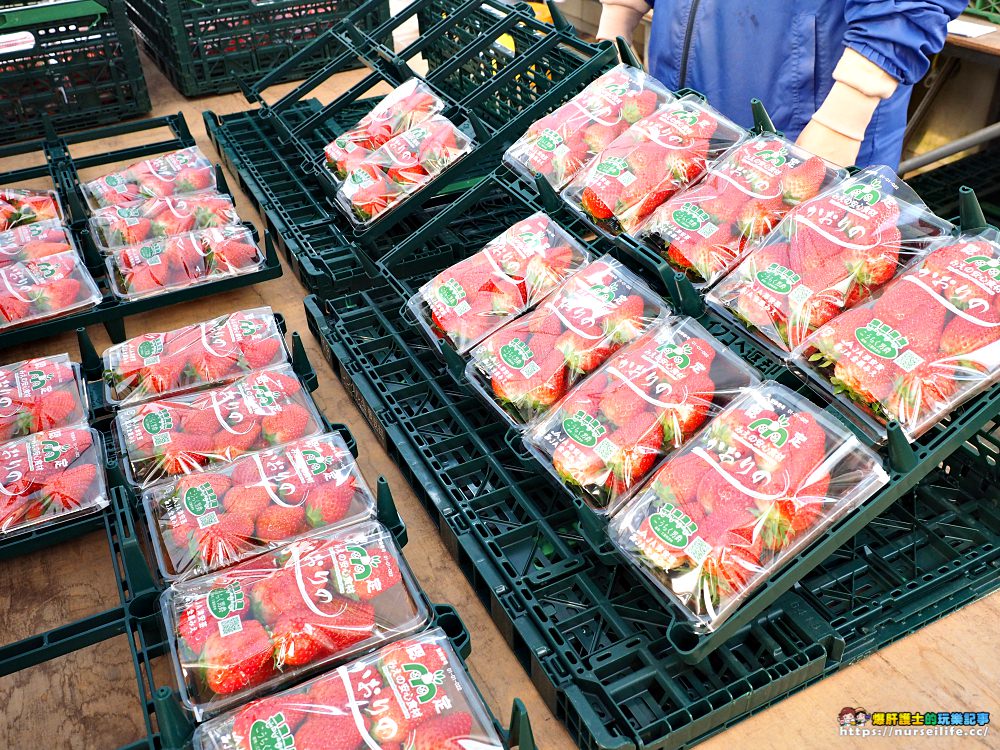 日本、三重｜こうちく男爵草莓園．採草莓吃到飽體驗 - nurseilife.cc