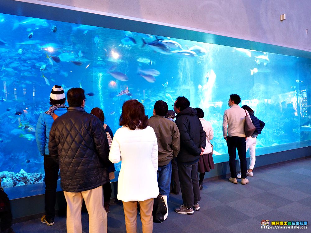 日本、三重｜鳥羽水族館．美人魚餵食秀超療癒 - nurseilife.cc