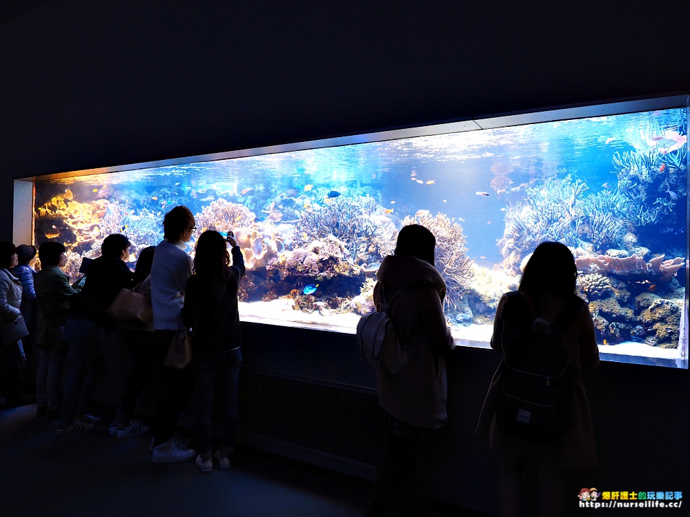 日本、三重｜鳥羽水族館．美人魚餵食秀超療癒 - nurseilife.cc