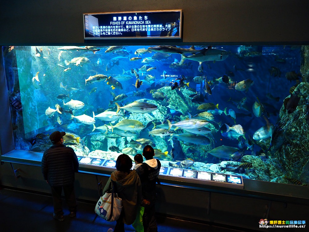 日本、三重｜鳥羽水族館．美人魚餵食秀超療癒 - nurseilife.cc