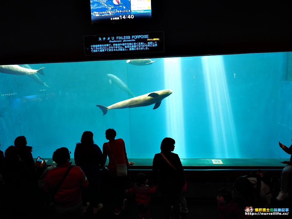 日本、三重｜鳥羽水族館．美人魚餵食秀超療癒 - nurseilife.cc