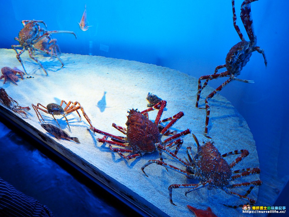 日本、三重｜鳥羽水族館．美人魚餵食秀超療癒 - nurseilife.cc