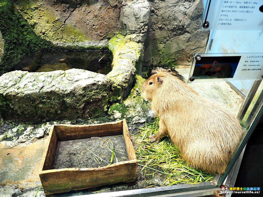 日本、三重｜鳥羽水族館．美人魚餵食秀超療癒 - nurseilife.cc