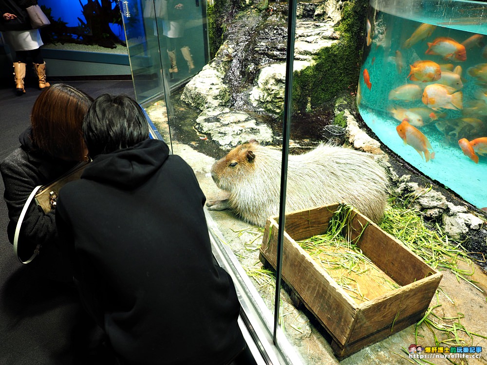 日本、三重｜鳥羽水族館．美人魚餵食秀超療癒 - nurseilife.cc