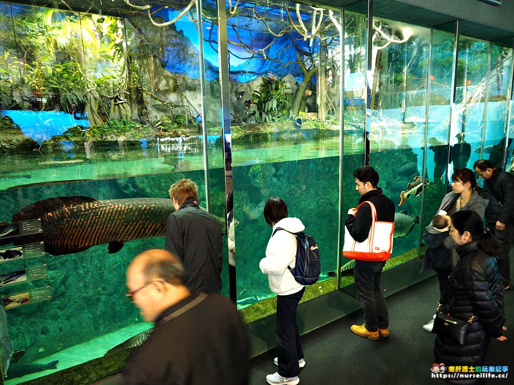 日本、三重｜鳥羽水族館．美人魚餵食秀超療癒 - nurseilife.cc