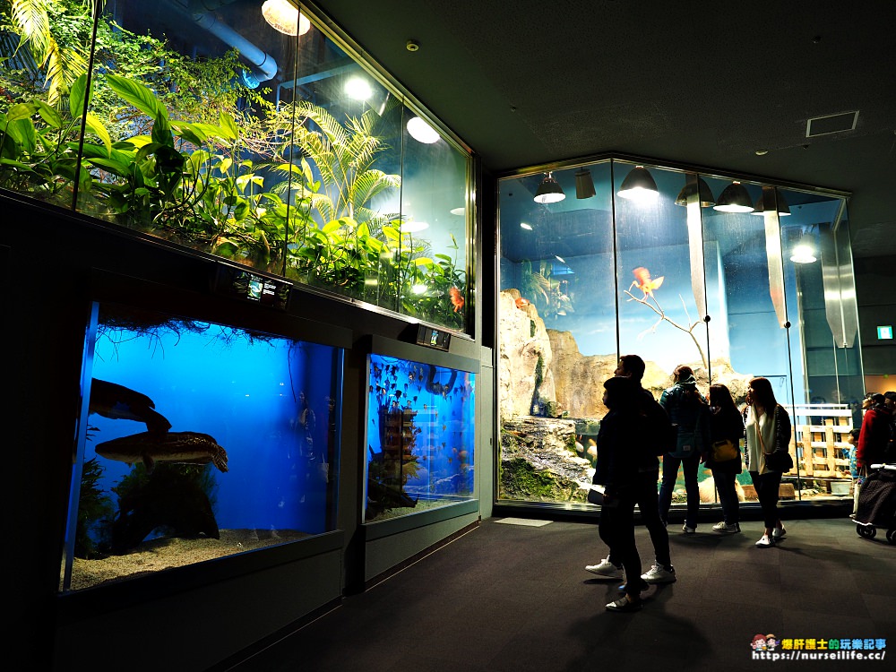 日本、三重｜鳥羽水族館．美人魚餵食秀超療癒 - nurseilife.cc