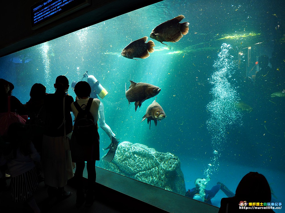 日本、三重｜鳥羽水族館．美人魚餵食秀超療癒 - nurseilife.cc