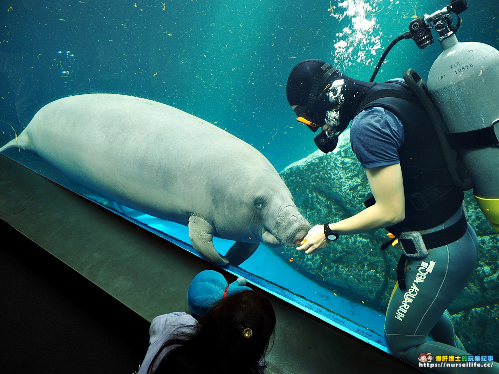 日本、三重｜鳥羽水族館．美人魚餵食秀超療癒 - nurseilife.cc