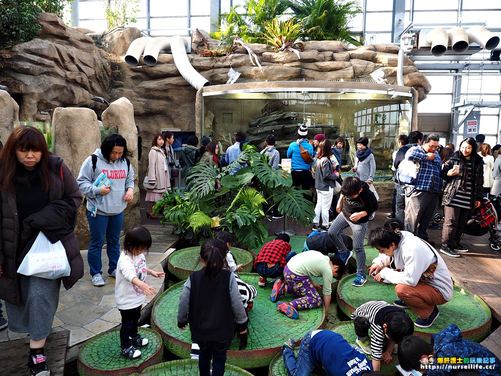 日本、三重｜鳥羽水族館．美人魚餵食秀超療癒 - nurseilife.cc