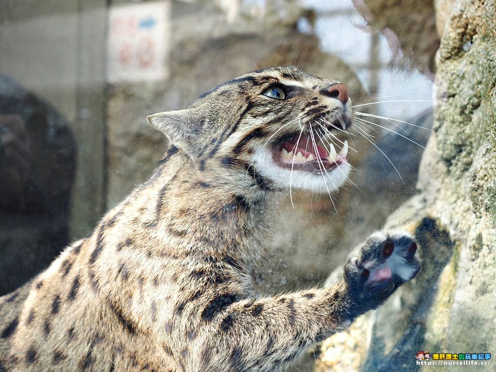 日本、三重｜鳥羽水族館．美人魚餵食秀超療癒 - nurseilife.cc