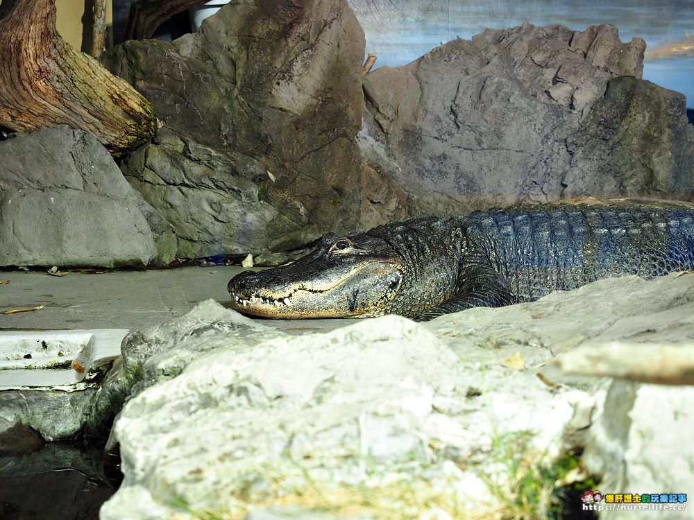 日本、三重｜鳥羽水族館．美人魚餵食秀超療癒 - nurseilife.cc