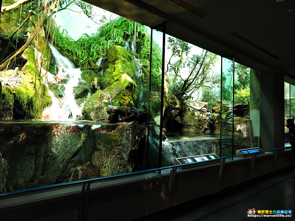 日本、三重｜鳥羽水族館．美人魚餵食秀超療癒 - nurseilife.cc