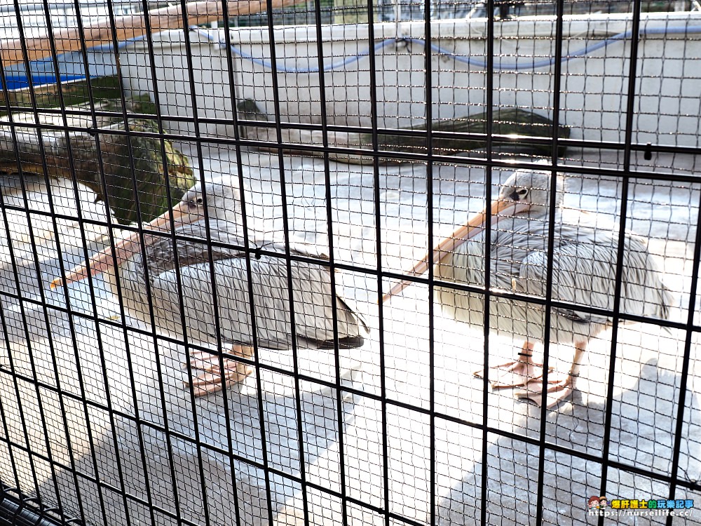 日本、三重｜鳥羽水族館．美人魚餵食秀超療癒 - nurseilife.cc