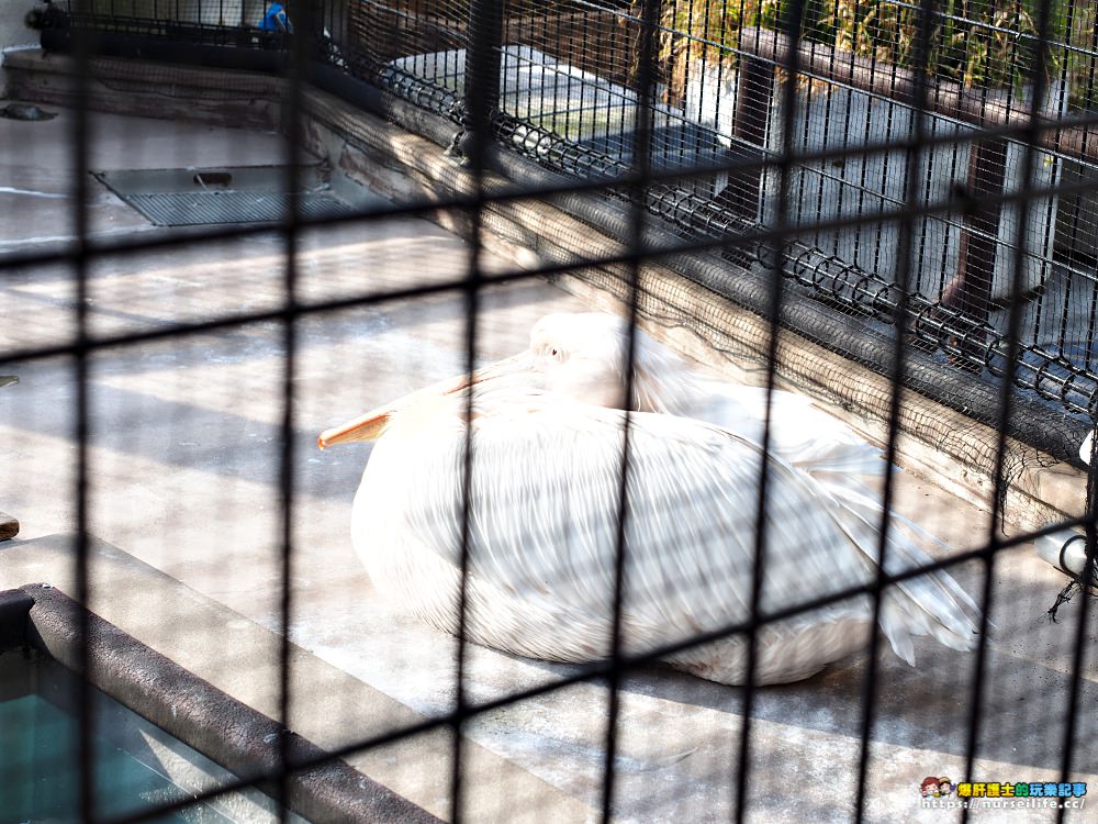 日本、三重｜鳥羽水族館．美人魚餵食秀超療癒 - nurseilife.cc