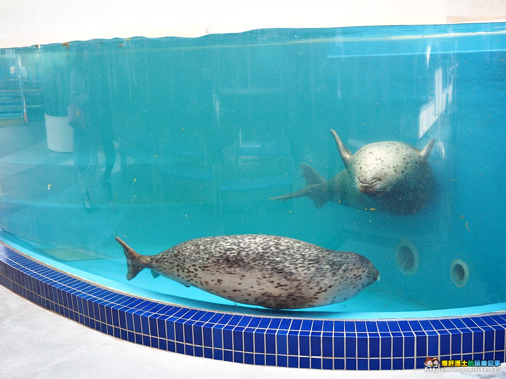 日本、三重｜鳥羽水族館．美人魚餵食秀超療癒 - nurseilife.cc