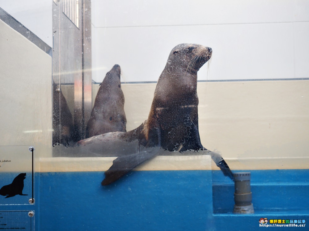 日本、三重｜鳥羽水族館．美人魚餵食秀超療癒 - nurseilife.cc