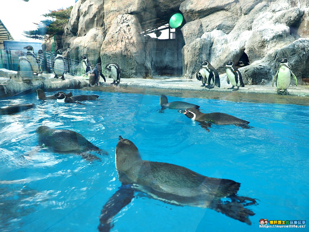 日本、三重｜鳥羽水族館．美人魚餵食秀超療癒 - nurseilife.cc