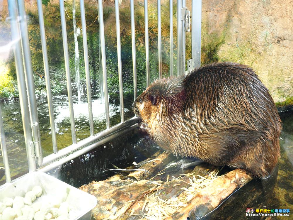 日本、三重｜鳥羽水族館．美人魚餵食秀超療癒 - nurseilife.cc