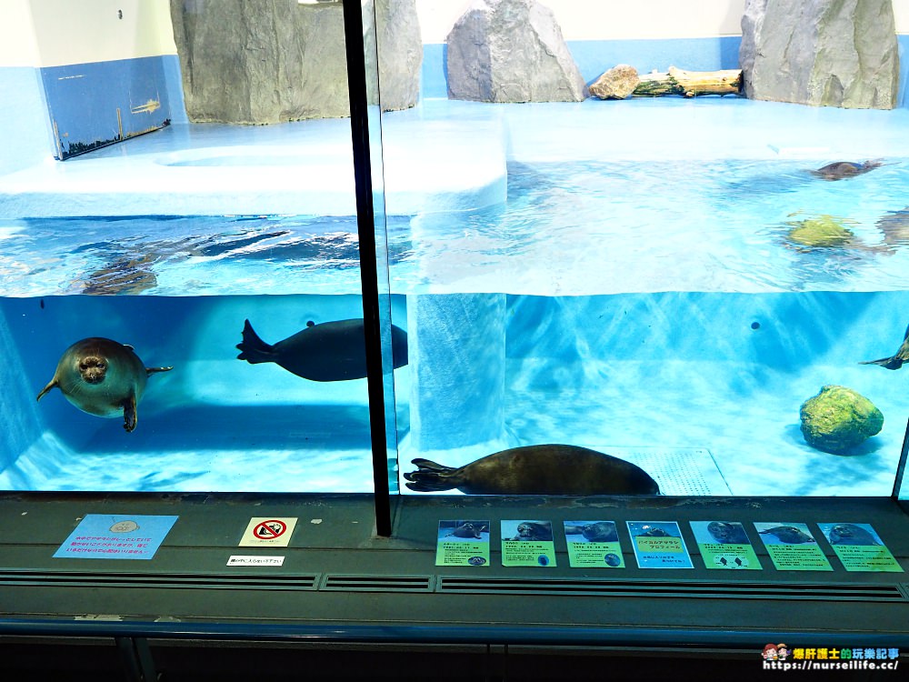 日本、三重｜鳥羽水族館．美人魚餵食秀超療癒 - nurseilife.cc