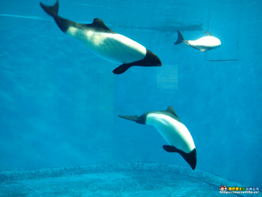 日本、三重｜鳥羽水族館．美人魚餵食秀超療癒 - nurseilife.cc