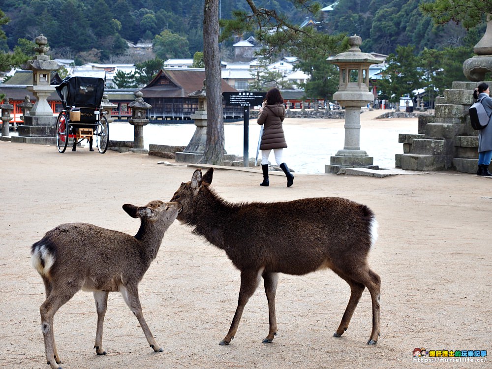 日本、廣島｜宮島嚴島神社再訪牡蠣之美．小心會吃JR pass的鹿 - nurseilife.cc