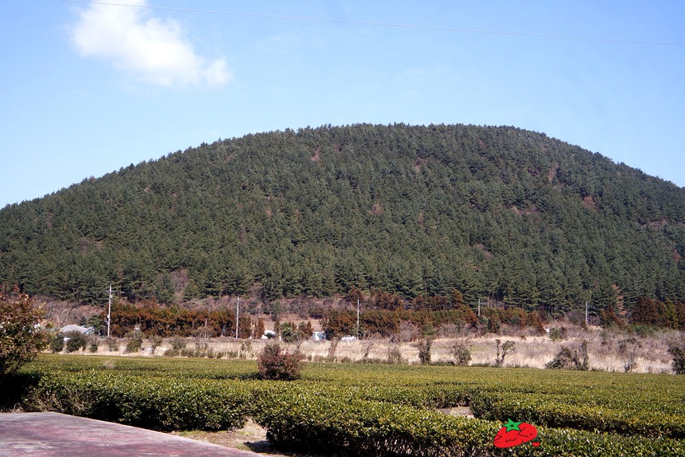 韓國、濟州島｜濟州島包車好easy．漢拿山、高空滑索、洞窟咖啡、涉地可支、城邑民俗村、城山日出峰一次滿足 - nurseilife.cc