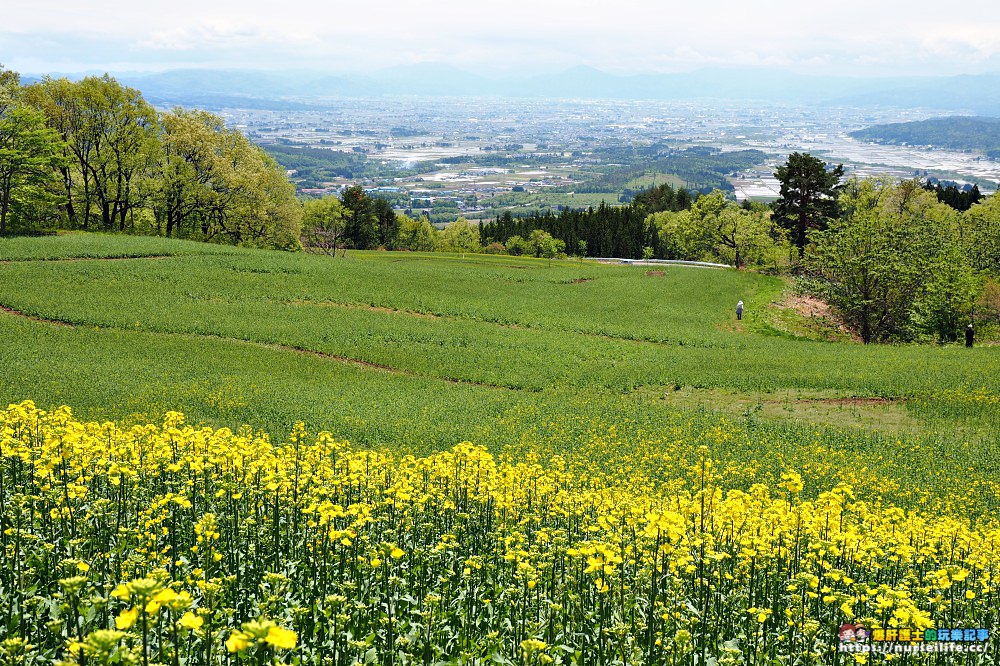 福島、喜多方｜三ノ倉高原花畑．徜徉在夏日的金黃浪漫 - nurseilife.cc