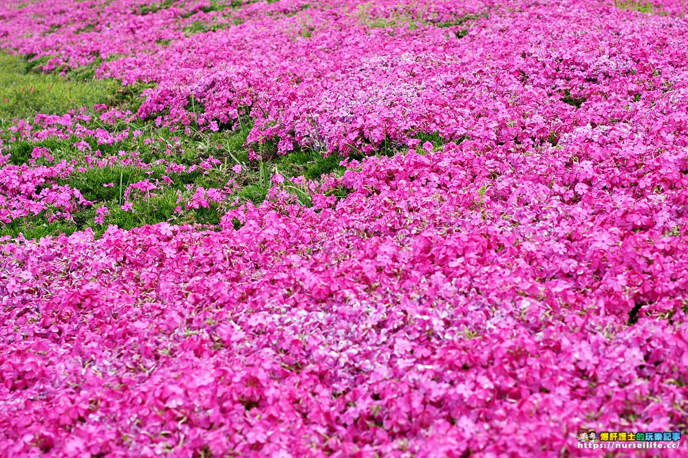 福島｜平田村芝櫻．滿山杜鵑芝櫻的萬紫千紅 - nurseilife.cc