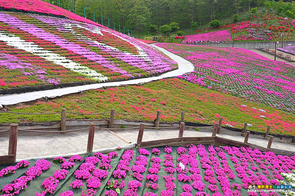 福島｜平田村芝櫻．滿山杜鵑芝櫻的萬紫千紅 - nurseilife.cc