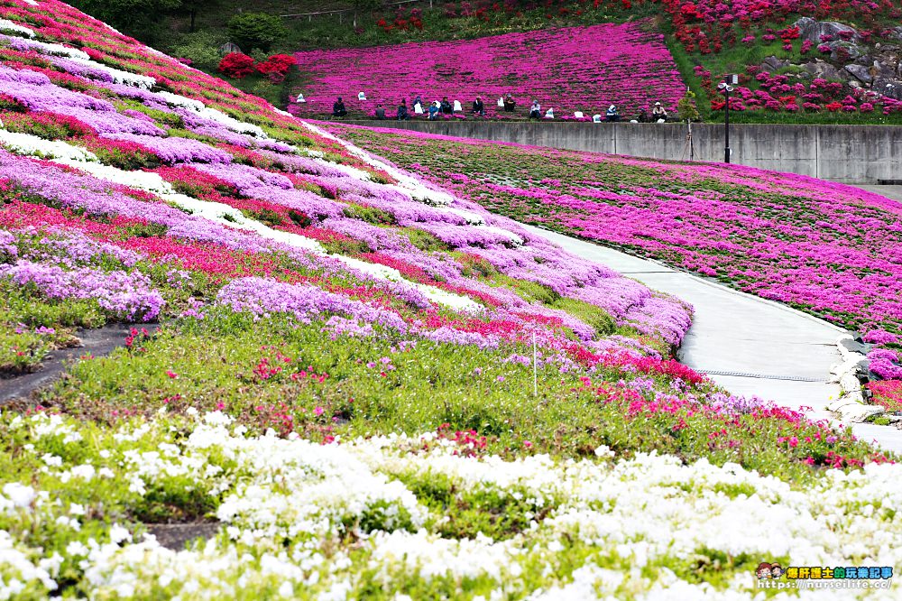 福島｜平田村芝櫻．滿山杜鵑芝櫻的萬紫千紅 - nurseilife.cc