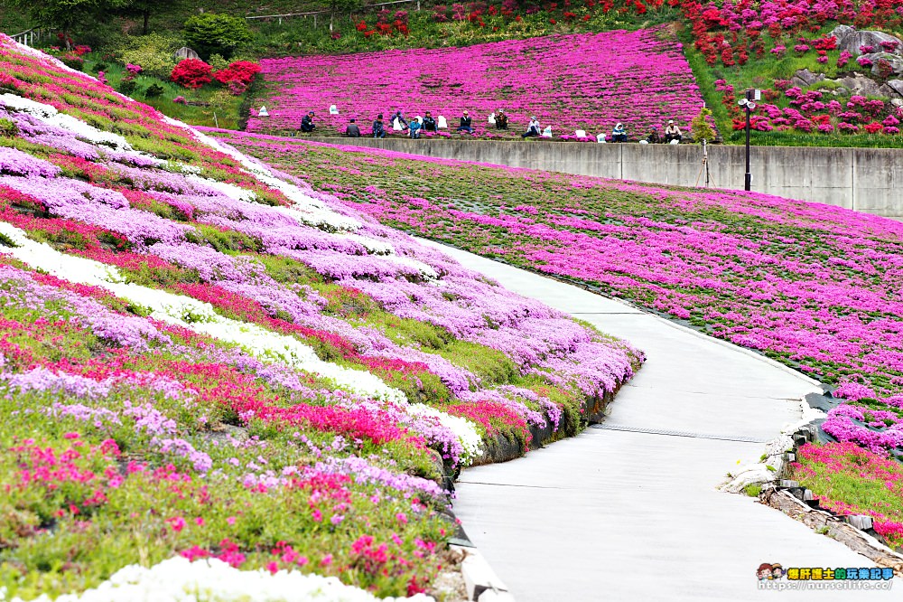 福島｜平田村芝櫻．滿山杜鵑芝櫻的萬紫千紅 - nurseilife.cc