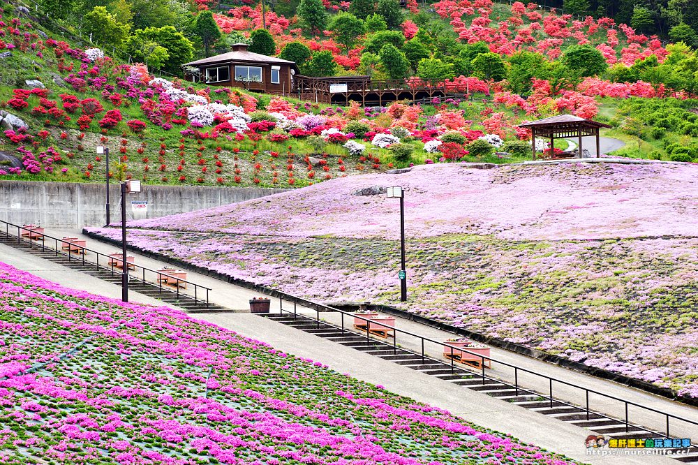 福島｜平田村芝櫻．滿山杜鵑芝櫻的萬紫千紅 - nurseilife.cc