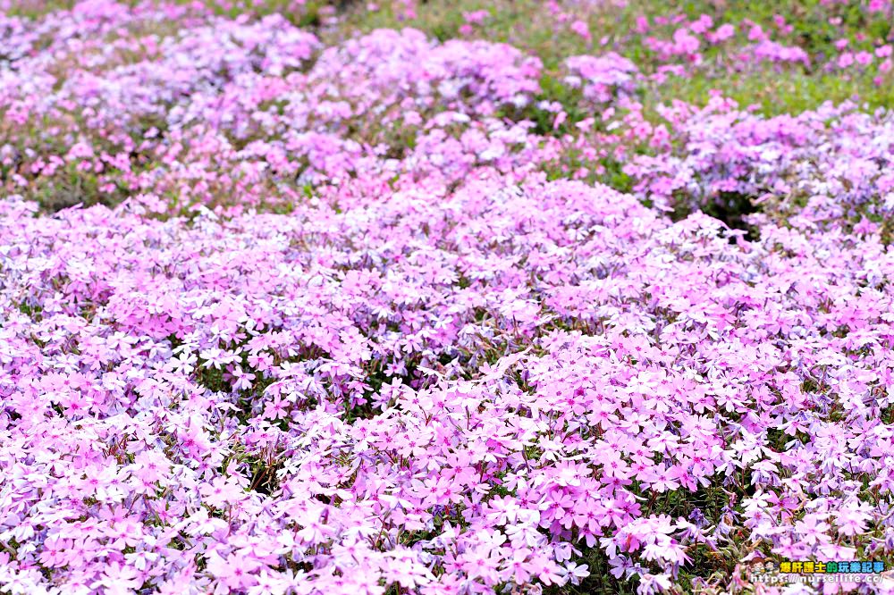 福島｜平田村芝櫻．滿山杜鵑芝櫻的萬紫千紅 - nurseilife.cc