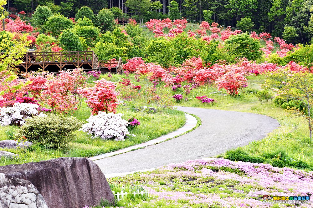 福島｜平田村芝櫻．滿山杜鵑芝櫻的萬紫千紅 - nurseilife.cc