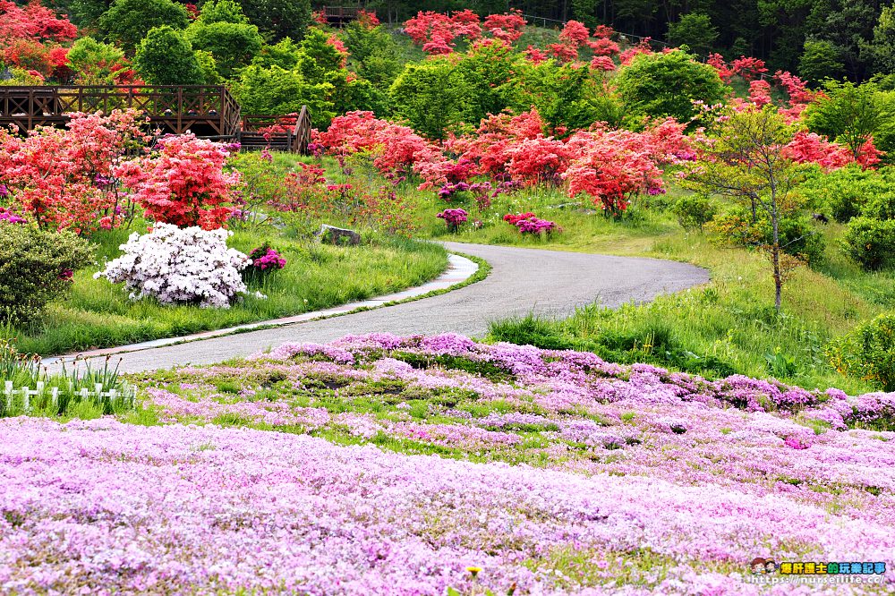 福島｜平田村芝櫻．滿山杜鵑芝櫻的萬紫千紅 - nurseilife.cc