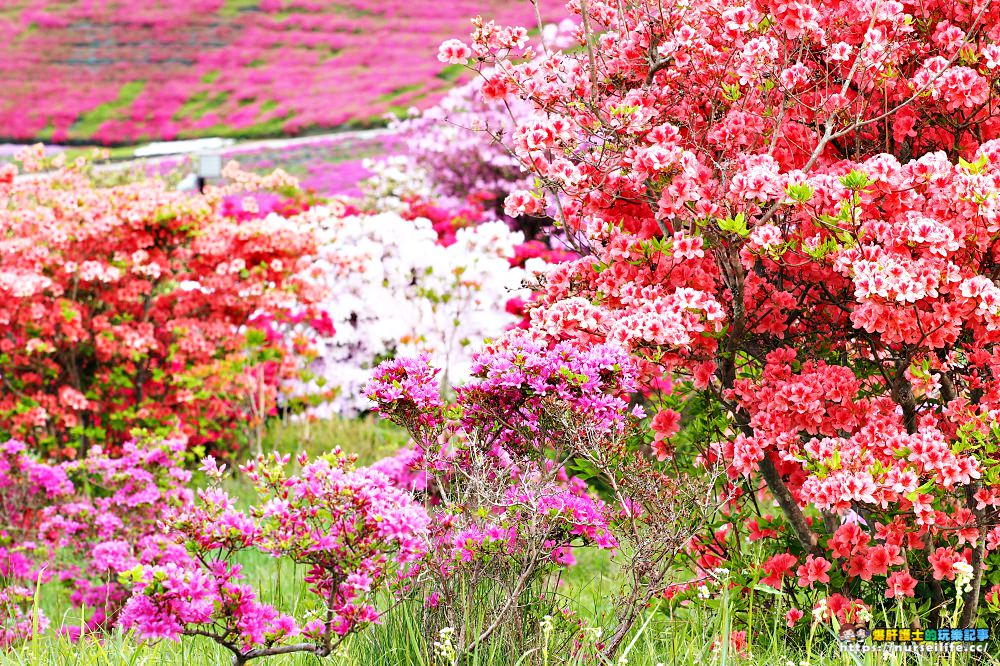 福島｜平田村芝櫻．滿山杜鵑芝櫻的萬紫千紅 - nurseilife.cc